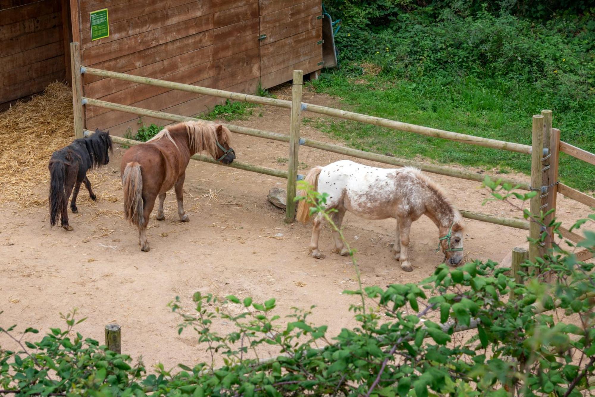 Vilar Rural De Sant Hilari Sacalm By Serhs Hotels Esterno foto